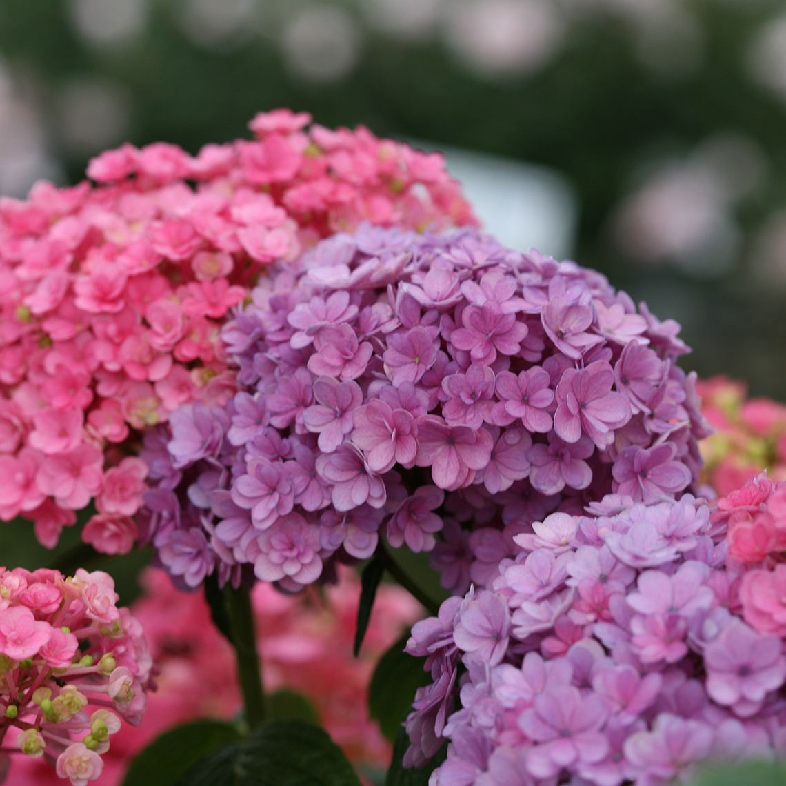 Paraplu hydrangea flowers showing the pink and purple color variants