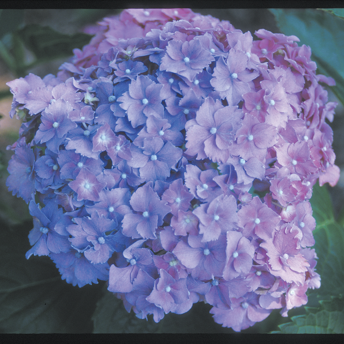Closeup of the frilly blue bloom of Parzifal hydrangea
