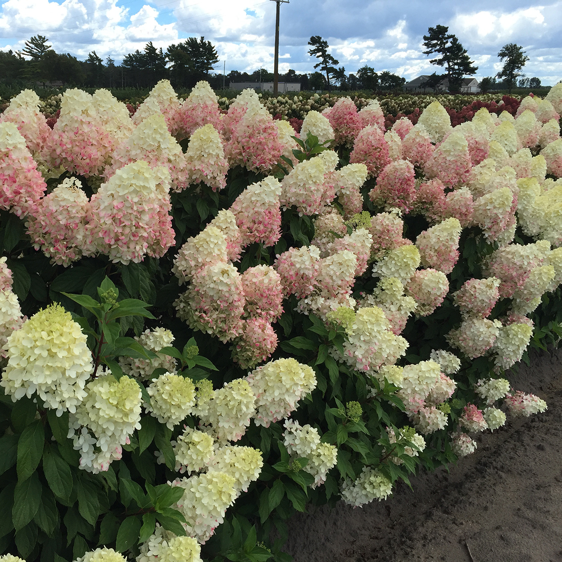 A row of Pillow Talk panicle hydrangeas blooming showing the large white flowers taking on a light pink color