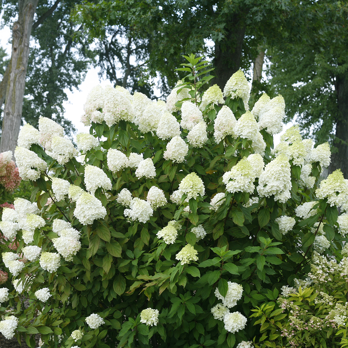 Pillow Talk panicle hydrangea in full bloom with white flowers before they take on the pink color