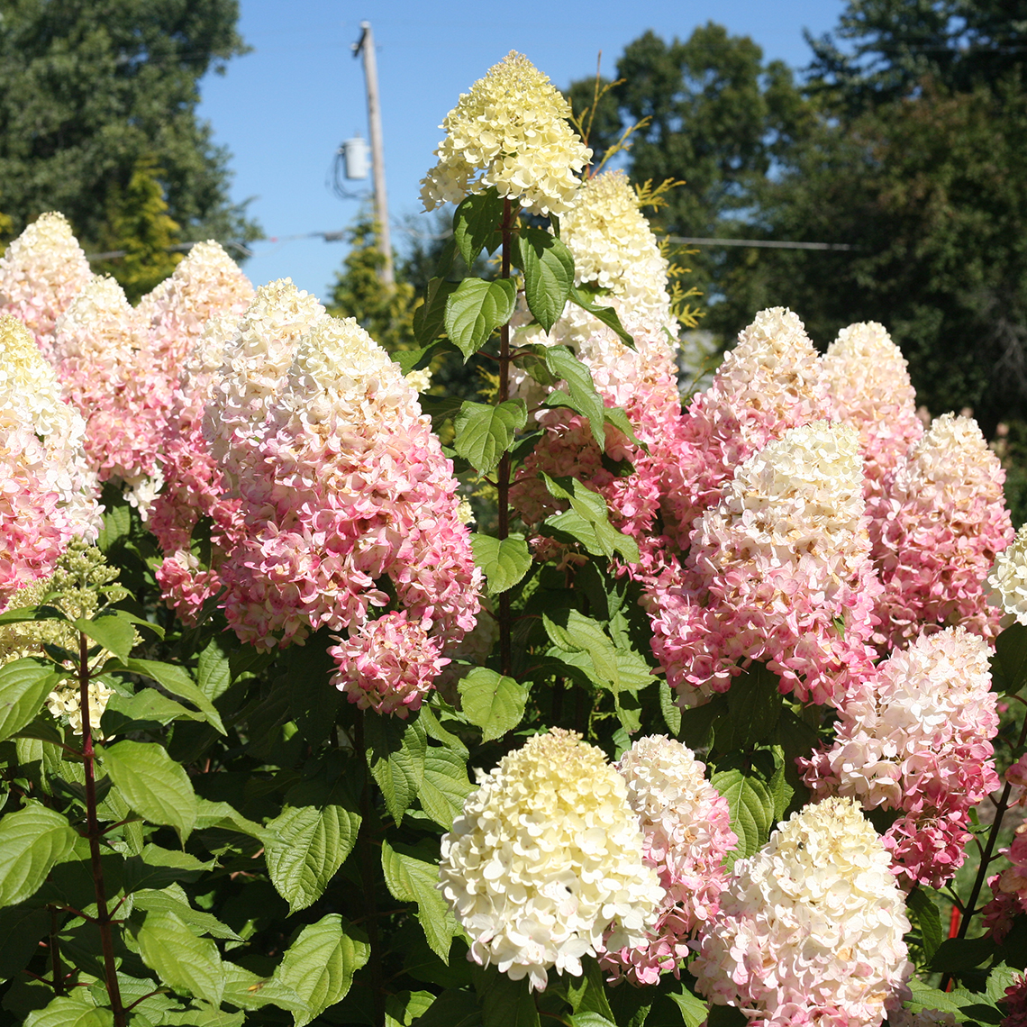 Closeup of several blooms of Pillow Talk hydrangea starting to blush with a nice pink color