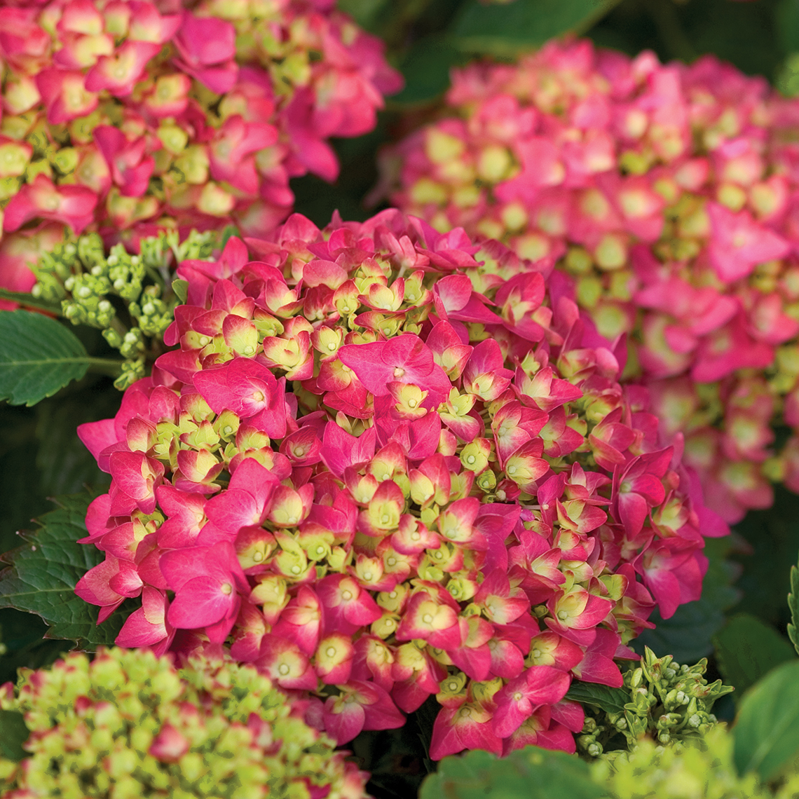 The bright pink mophead blooms of Pink Shira hydrangea are yellow green in the center