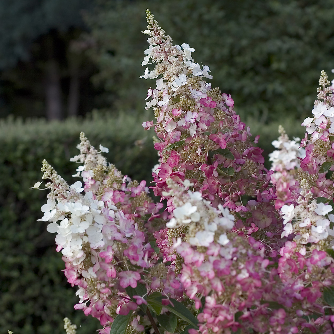 Closeup of the extra large lacecap blooms of Pinky Winky panicle hydrangea showing pink to white coloring