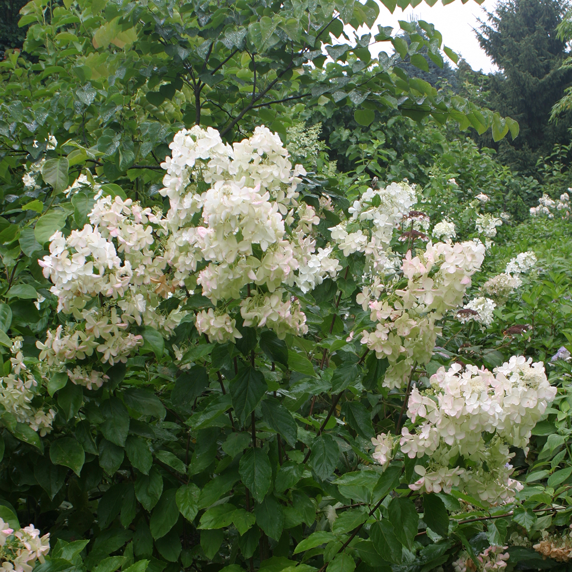 Polar Ball panicle hydrangea in bloom showing its very large inflorescences