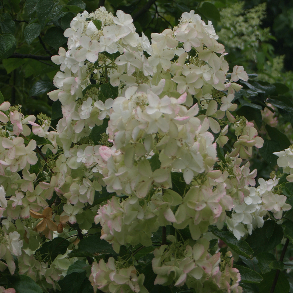 The large lacy white flowers of Polar Ball panicle hydrangea