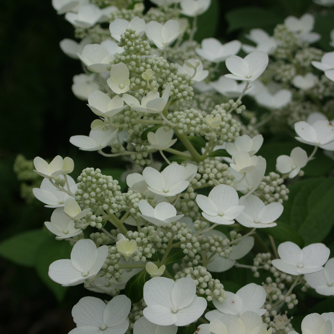 Closeup of the beautiful white lacecap flowers of Quick Fire hydrangea