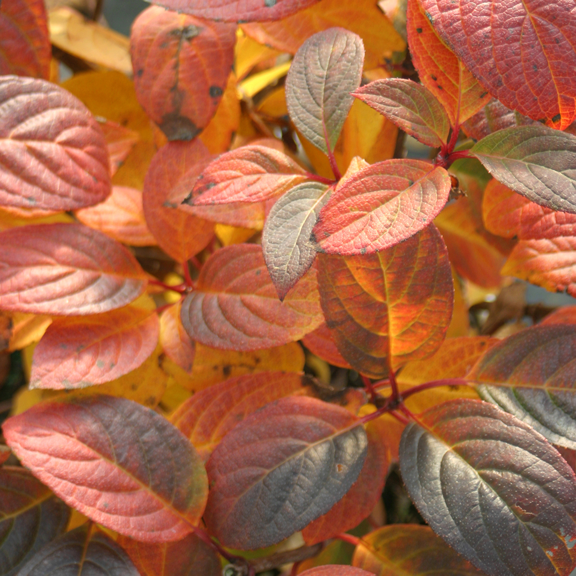 Closeup of the fall color of Quick Fire panicle hydrangea which is red purple and orange and is quite unusual for this species