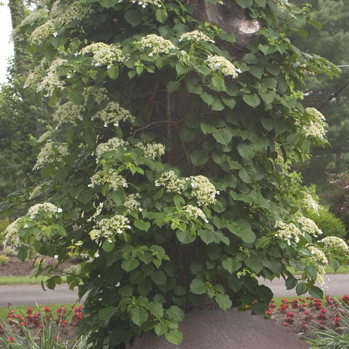 Skyland Giant climbing hydrangea ascending a tree with many white lacecap blooms