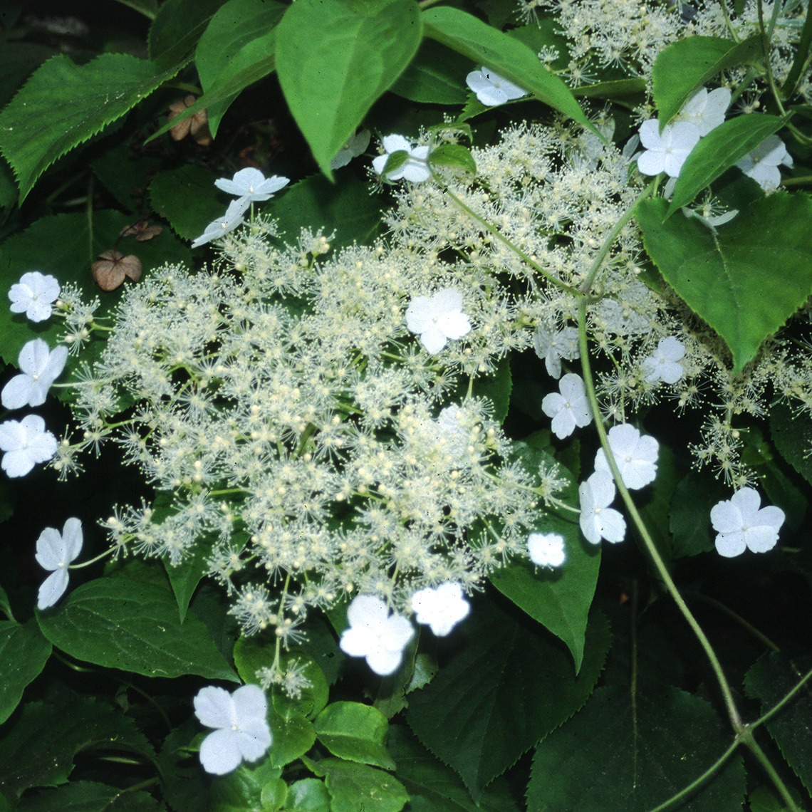 Closeup of the unusually large lacecap flowers of Skyland Giant climbing hydrangea