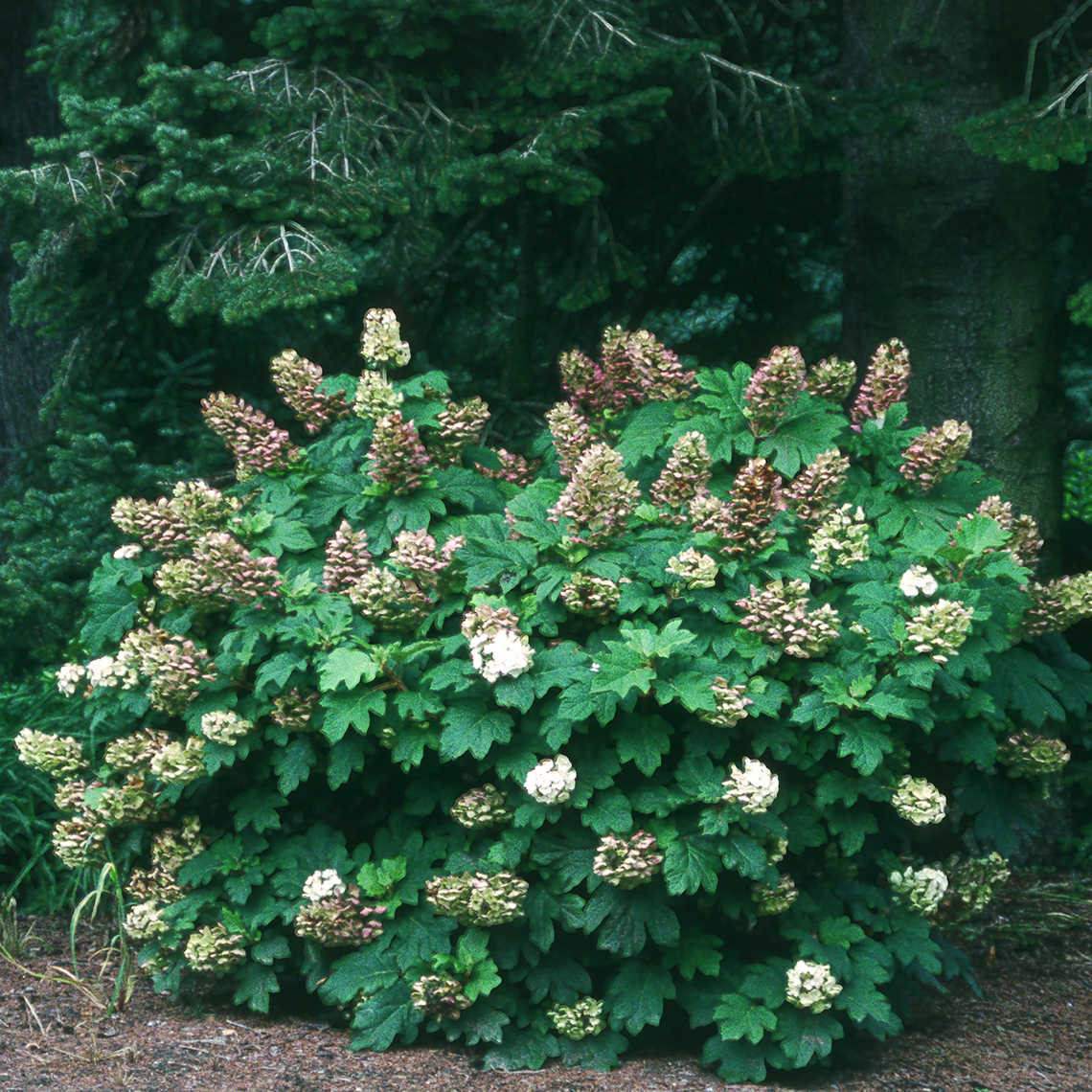 Snow Queen hydrangea in the landscape with its white blooms fading to brown