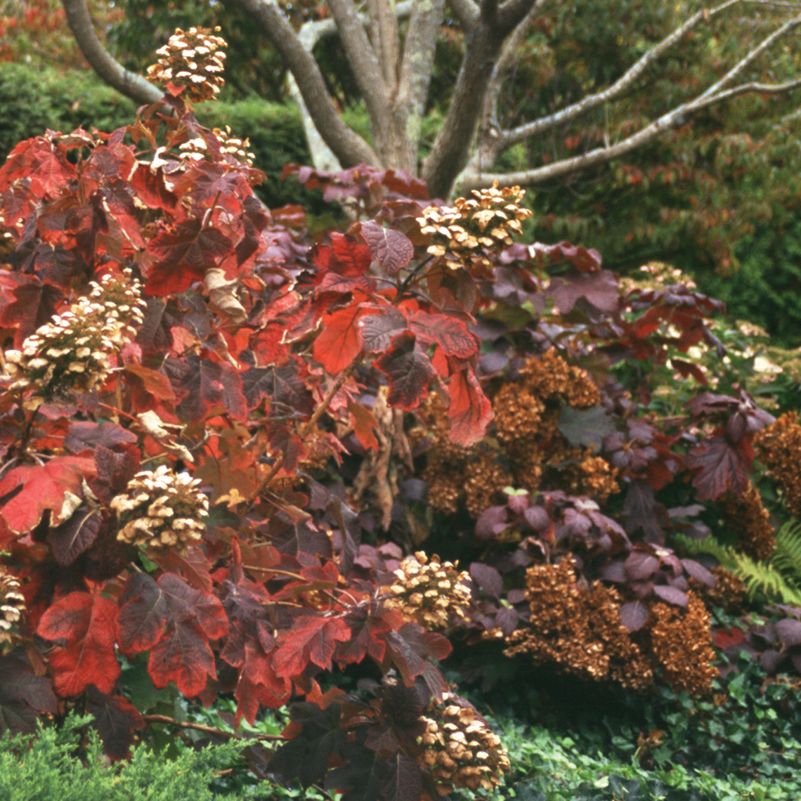 Snow Queen oakleaf hydrangea in the landscape displaying red and burgundy fall color