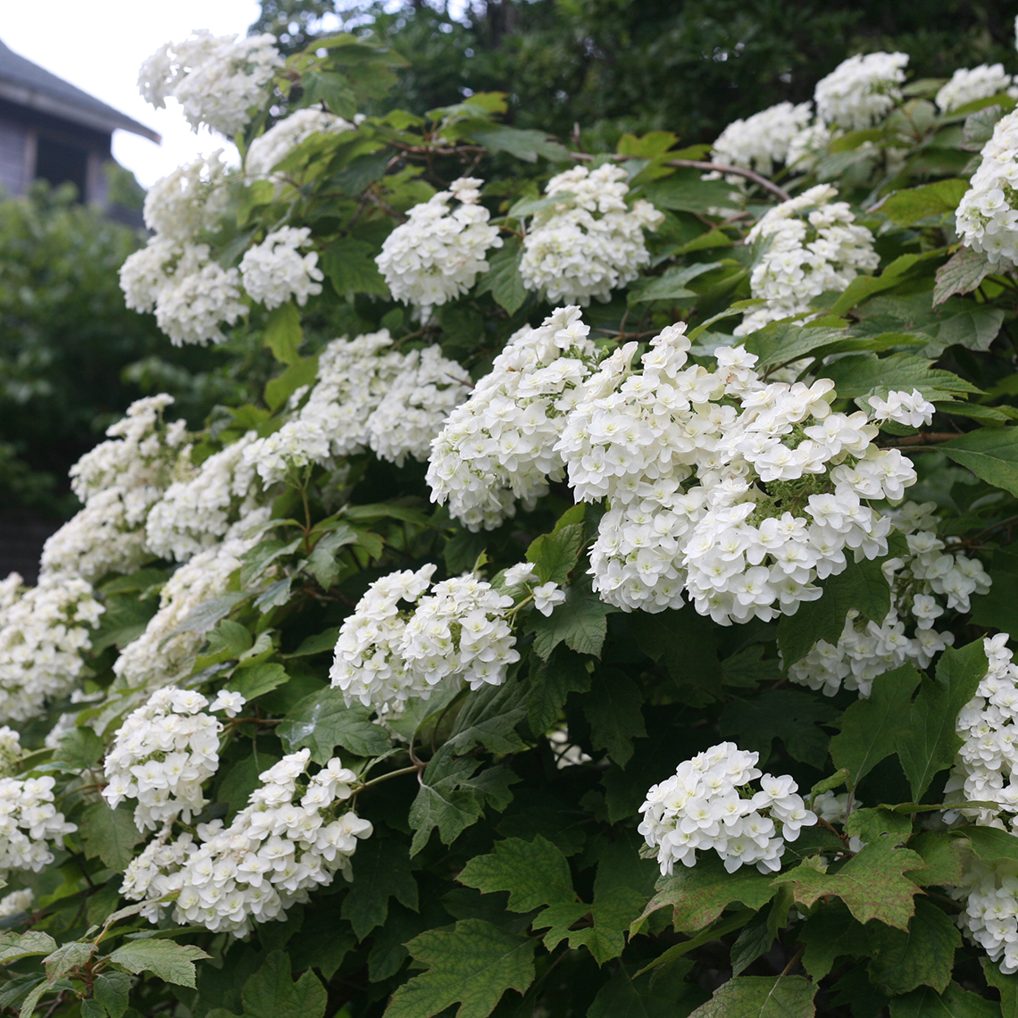 Many clusters of flowers on Snowflake oakleaf hydrangea showing the unique double florets