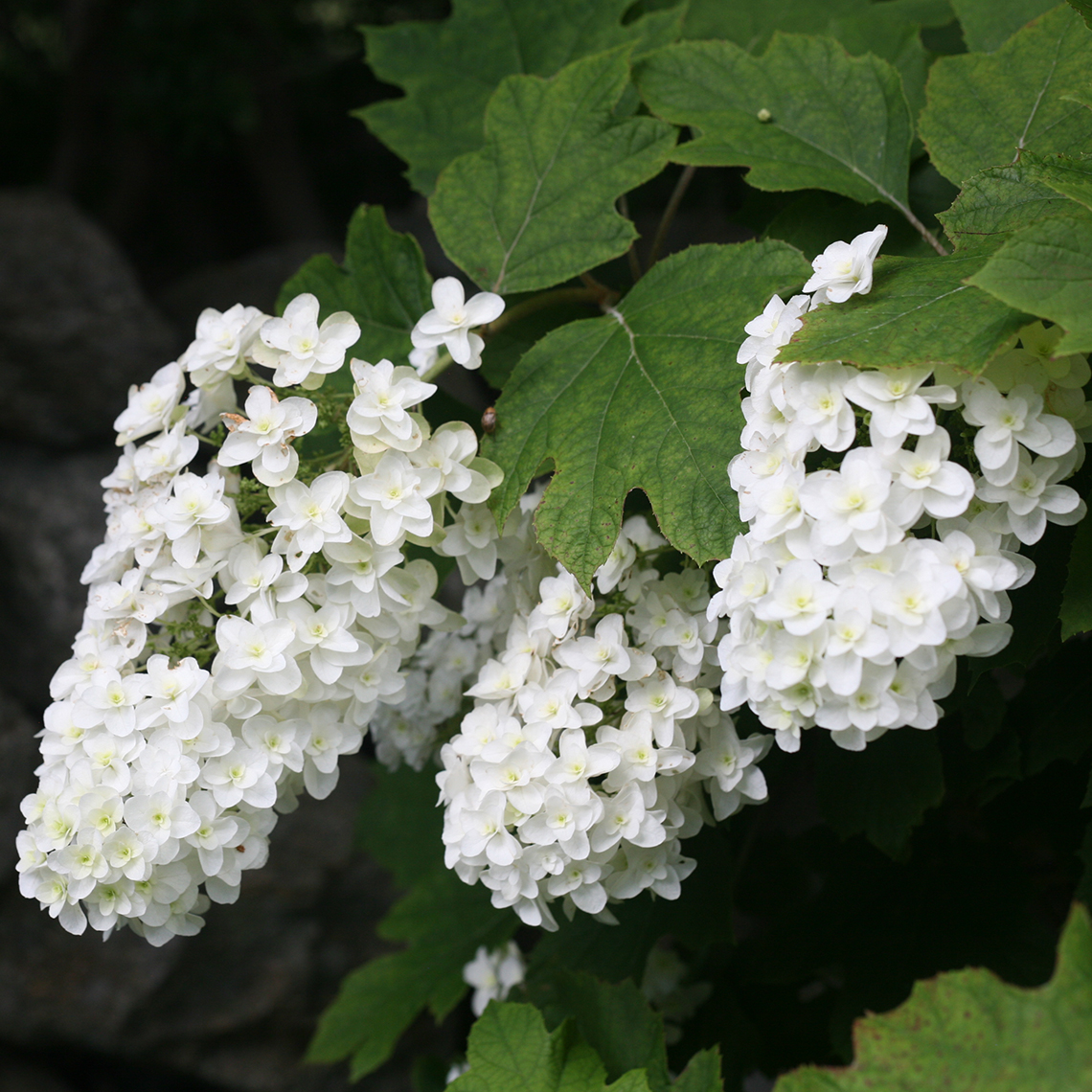 Closeup of the flowers of Snowflake oakleaf hydrangea with the double florets clearly visible