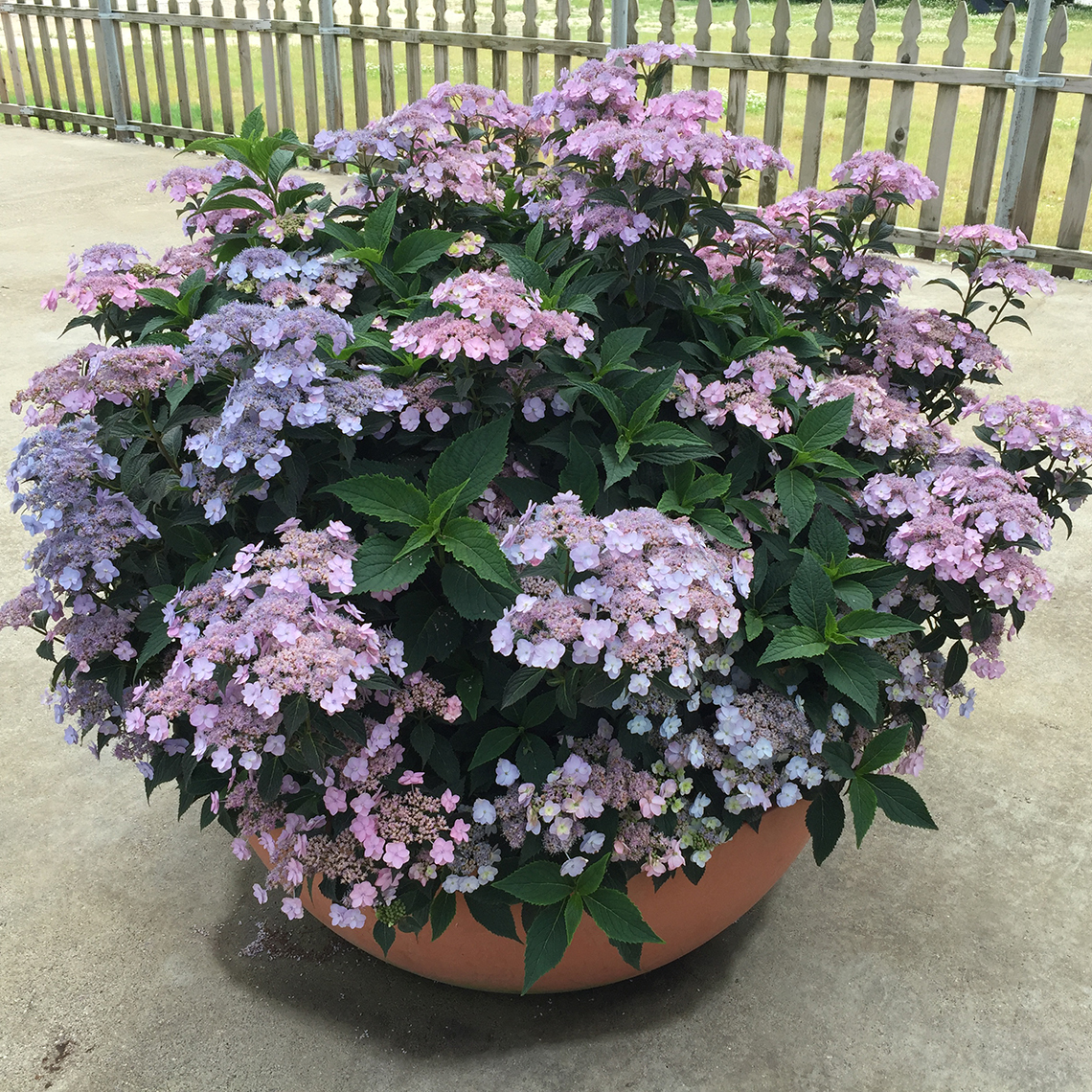 A specimen of Tiny Tuff Stuff mountain hydrangea blooming in a large decorative container