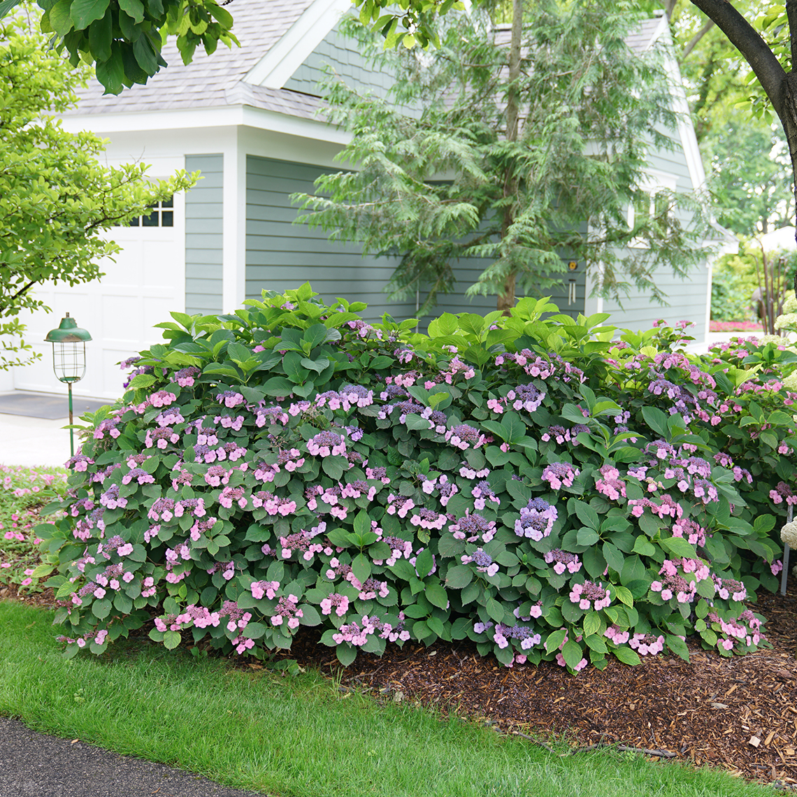 A rounded mature specimen of Tuff Stuff mountain hydrangea covered in pink and blue blooms in the landscape