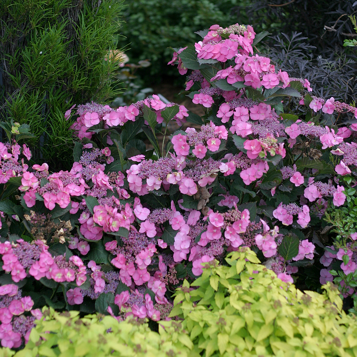 Many pink flowers on Tuff Stuff mountain hydrangea in front of a yellow spirea