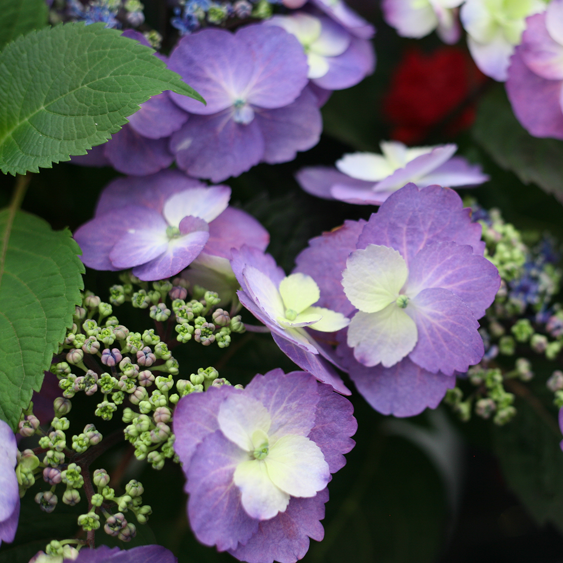 Closeup of the flowers of Tuff Stuff mountain hydrangea showing the purple blue color variant
