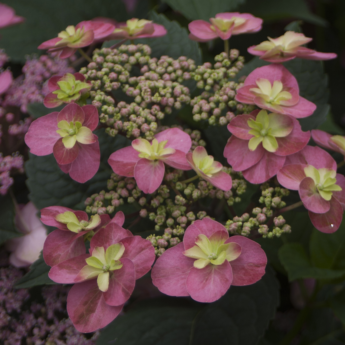 Closeup of the lacecap bloom of Tuff Stuff Red mountain hydrangea showing the yellow eyes in the center of each floret