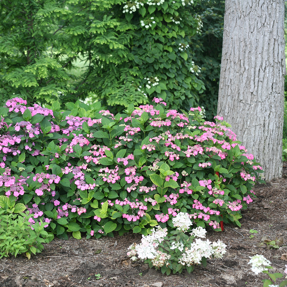 Two specimens of Tuff Stuff Red mountain hydrangea blooming in the landscape near a tree