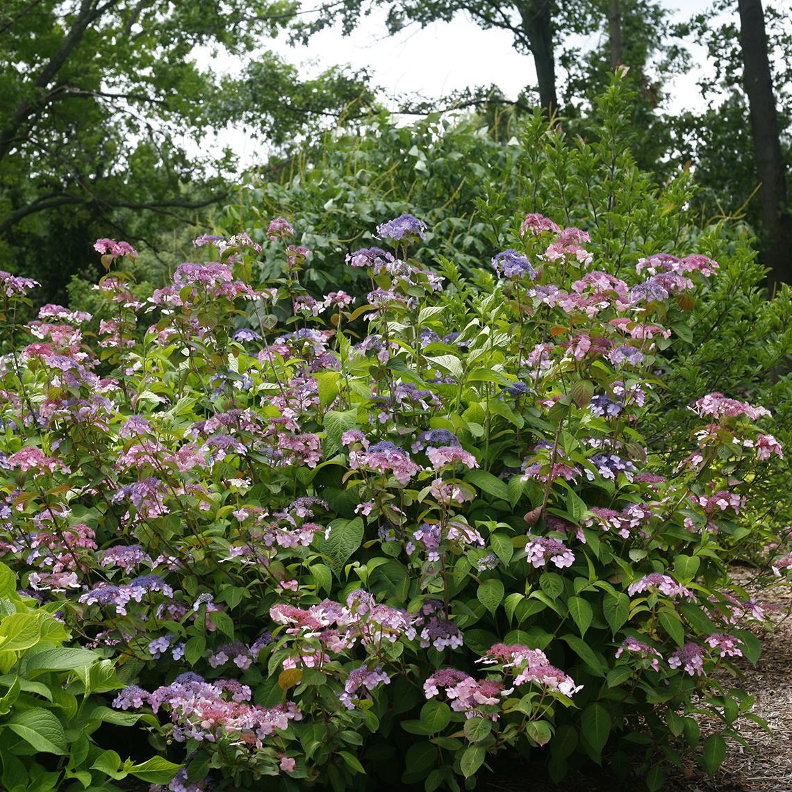 A specimen of Twirligig mountain hydrangea blooming in a landscape with both pink and blue flowers