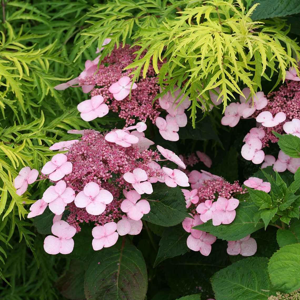 Closeup of four blooms on Twirligig mountain hydrangea growing in front of a lace leaf yellow elderberry