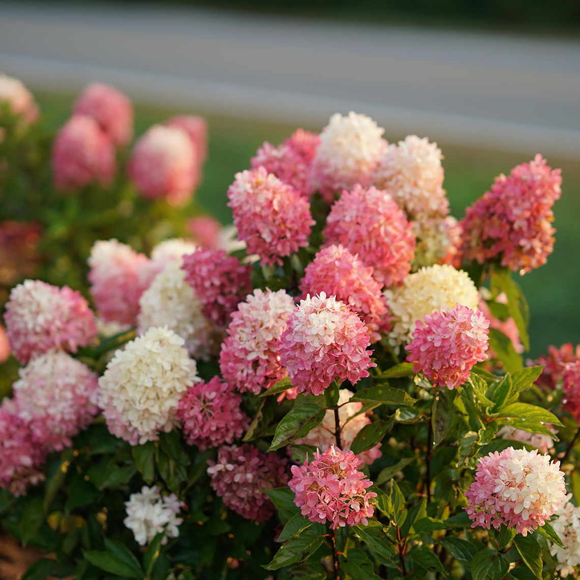 The pink and white mophead flowers of Zinfin Doll panicle hydrangea