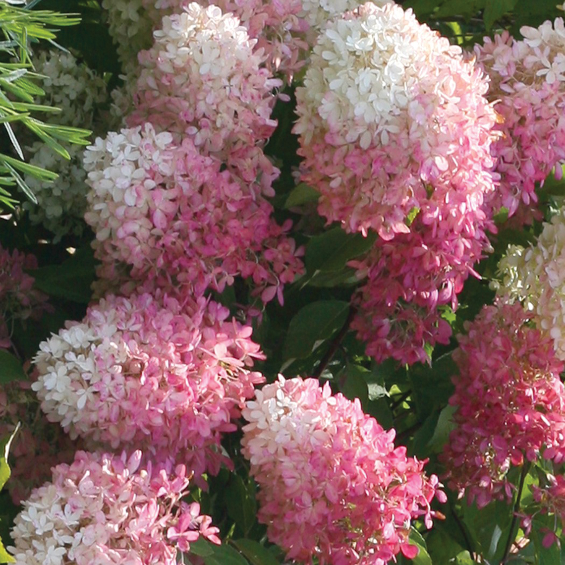 Closeup of the pink and white mophead flowers of Zinfin Doll panicle hydrangea showing the unique shaded effect