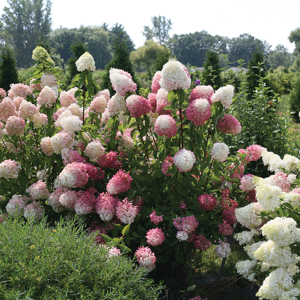 A large specimen of Zinfin Doll hydrangea blooming in a landscape