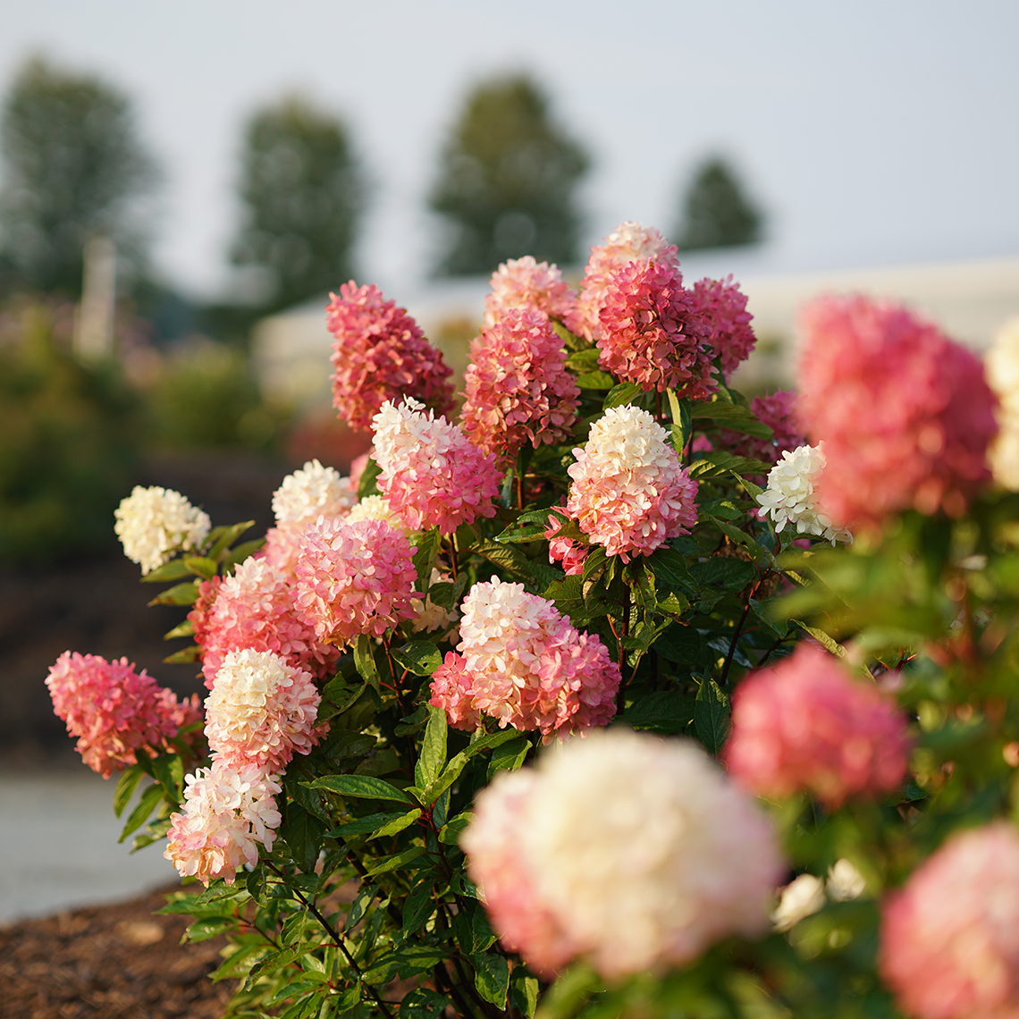 Several pink and white flowers atop Zinfin Doll panicle hydrangea