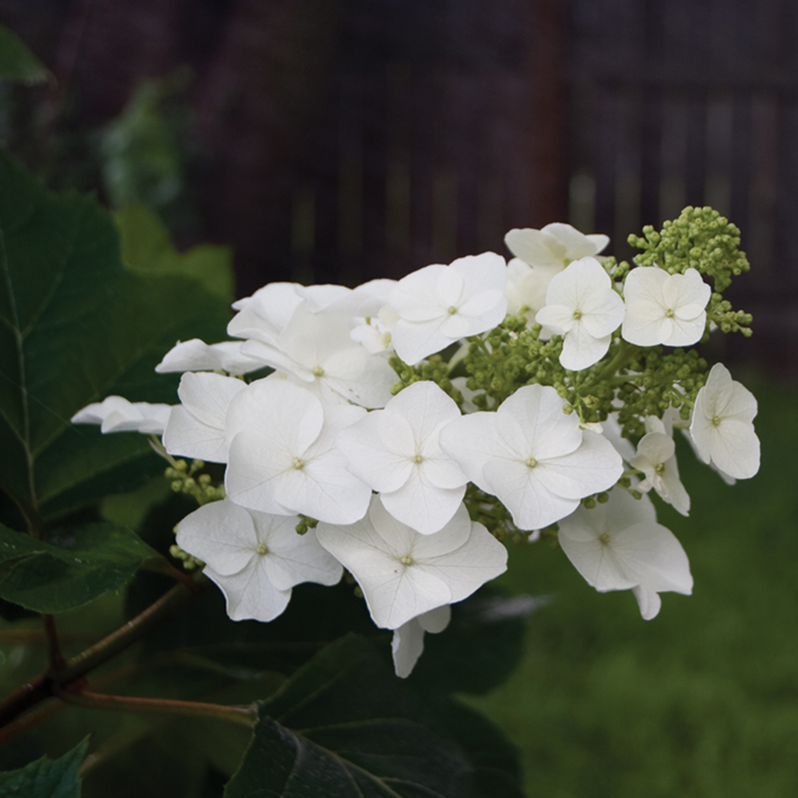 The white lacecap bloom of the regal oakleaf hydrangea