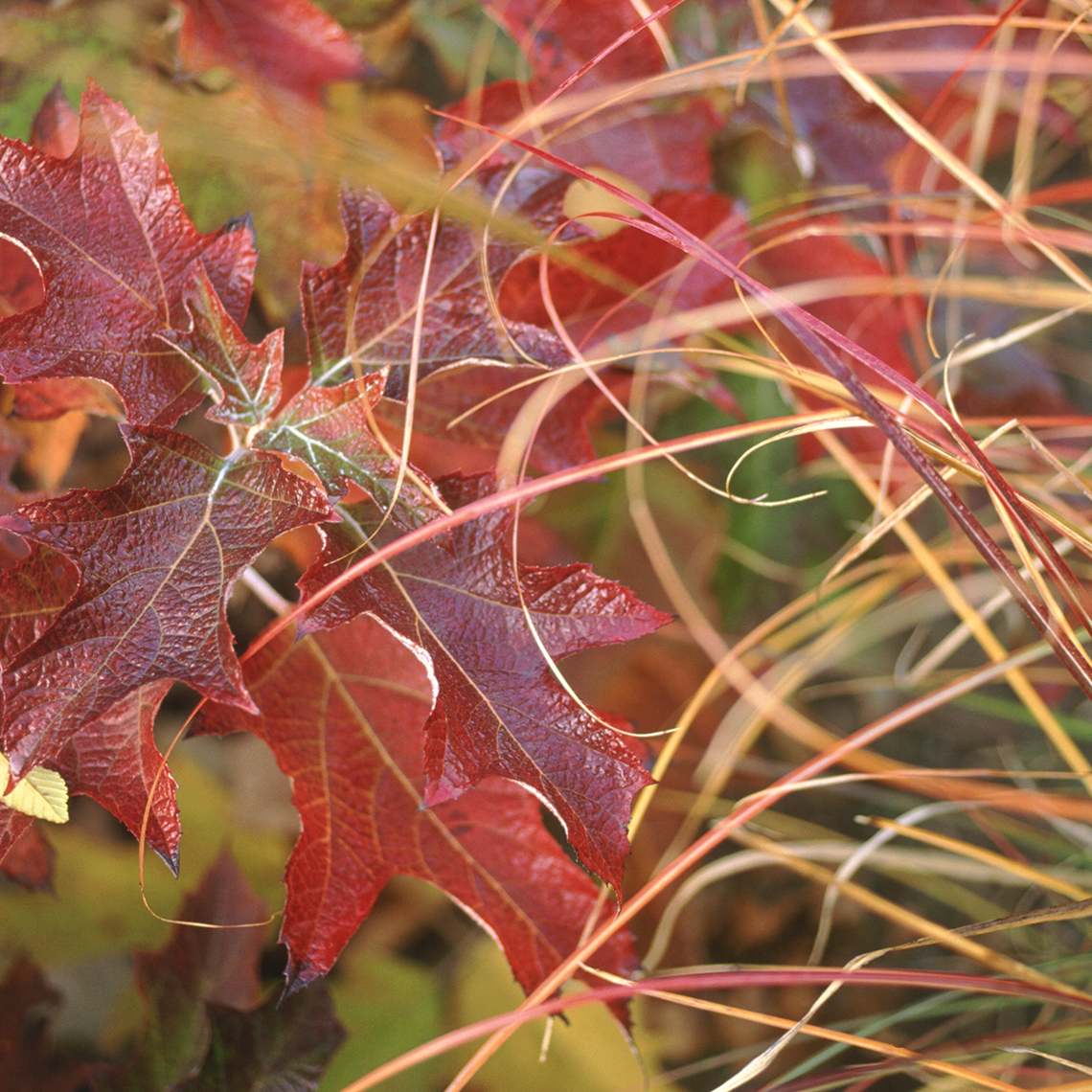 The fall color of oakleaf hydrangea has turned a deep burgundy red