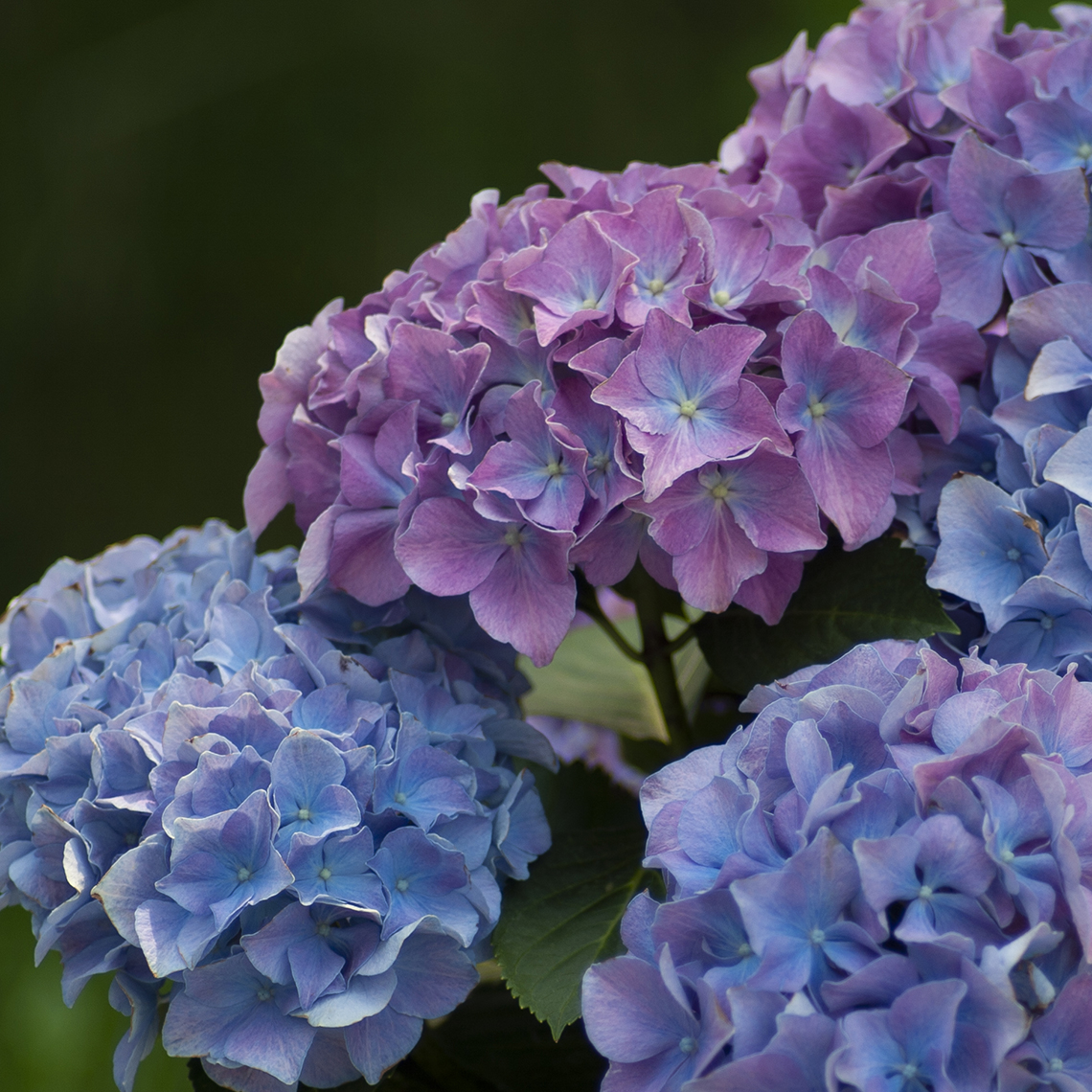 Group of blue and pink Cityline Rio hydrangea blooms