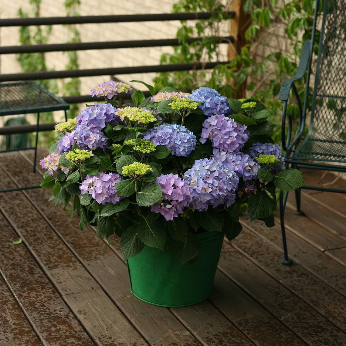 Let's Dance Rhythmic Blue hydrangea in green decorative container on wooden deck