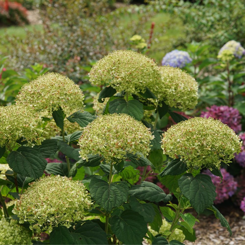 The dried green blooms of Incrediball Storm Proof hydrangea remain strongly upright even though they are several weeks old.