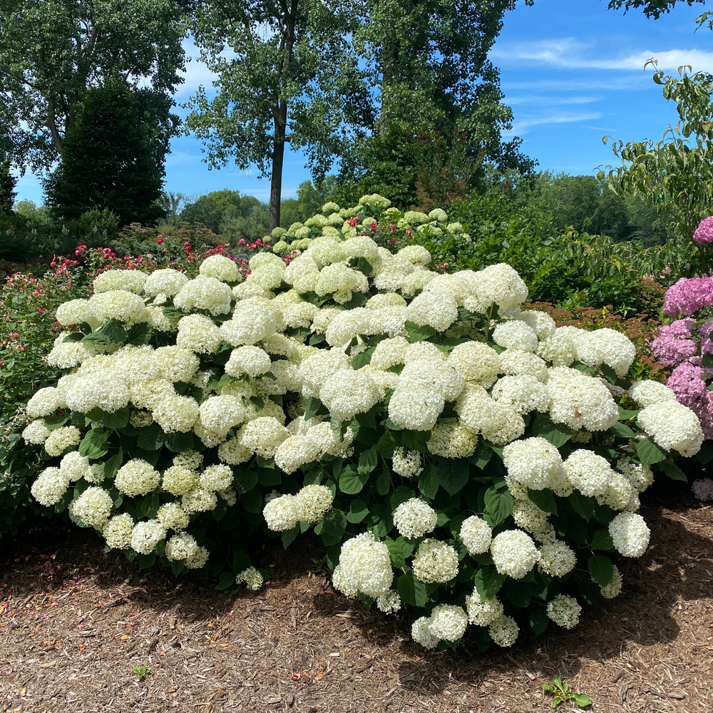 Two smooth hydrangeas, full of large white mophead flowers, blooming against a blue sky.