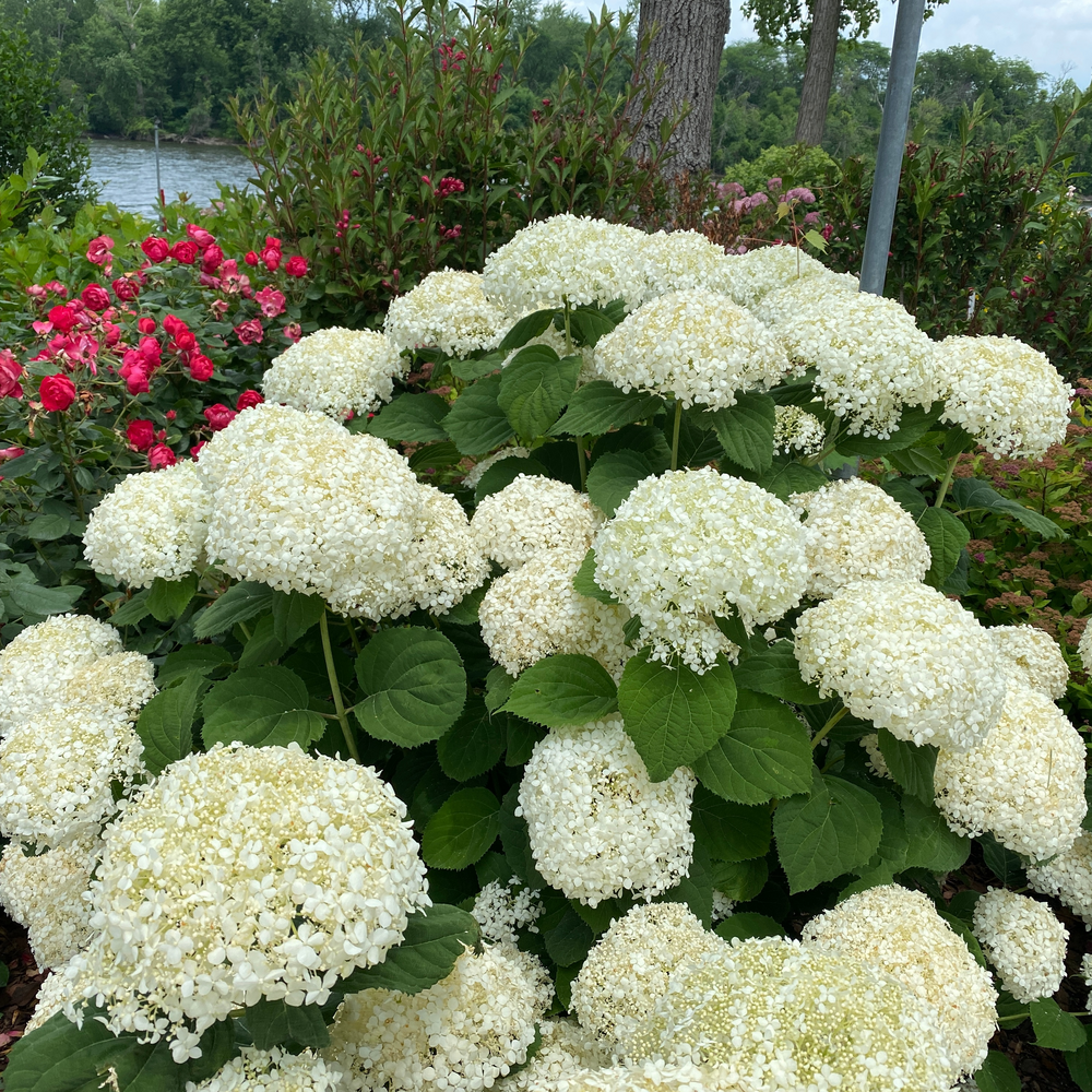 A smooth hydrangea with dozens of large white mophead blooms and stems that are clearly visible and strong and sturdy to hold up the blooms.