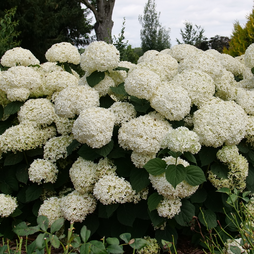 Incrediball Storm Proof smooth hydrangea with multiple white blooms and dark green foliage in a landscape. 