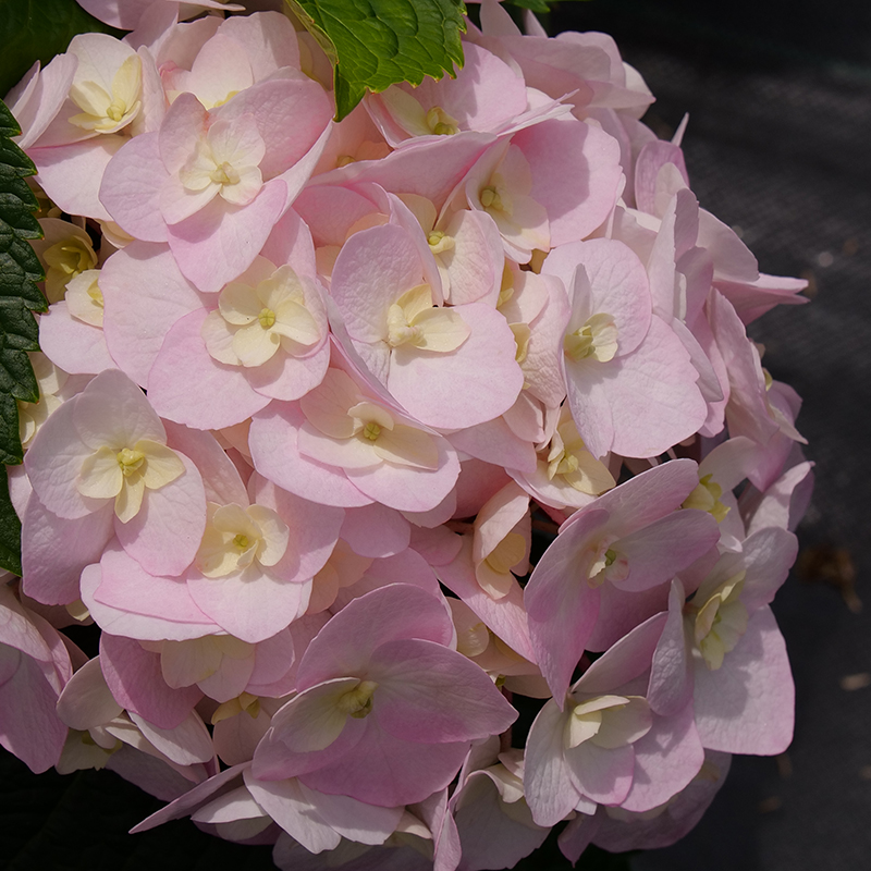 Close up of a soft pink Wee Bit Innocent bigleaf hydrangea bloom