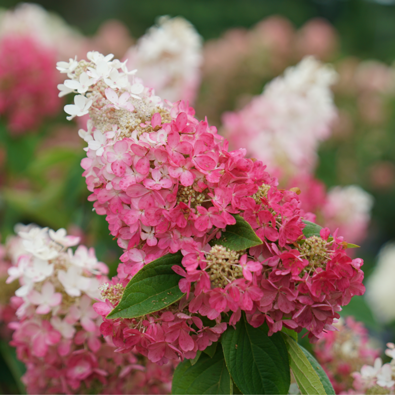 A close up of the extra large lacecap blooms of Pinky Winky Prime with a white tip and gradient down to a dark pink at the base.