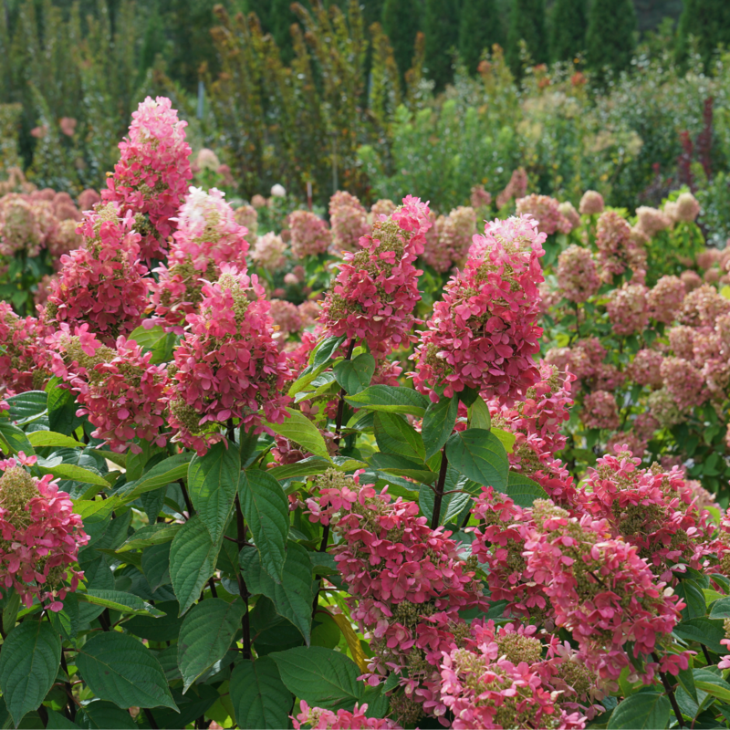 Pinky Winky Prime Hydrangea blooming in a garden