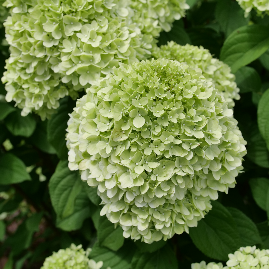 Two flowers on Powerball hydrangea, showing their rounded rather than cone-like structure. 