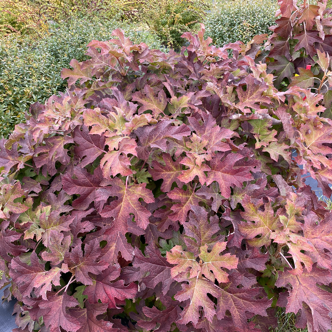 Gatsby Glow Ball oakleaf hydrangea in fall, with its oak shaped leaves all turned to shades of red and burgundy.