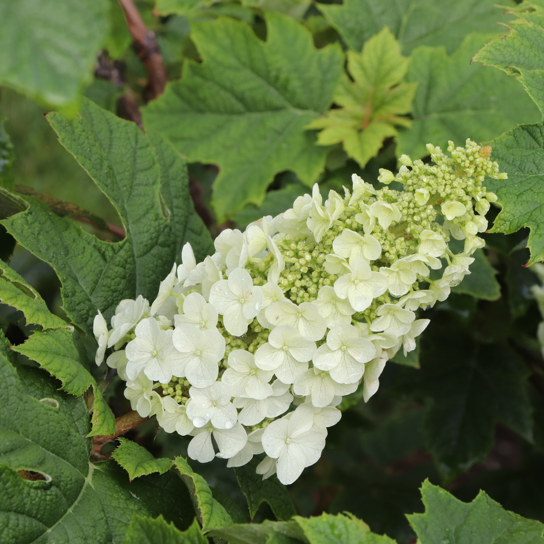 A cone shaped oakleaf hydrangea flower above its characteristic oak-shaped foliage. 