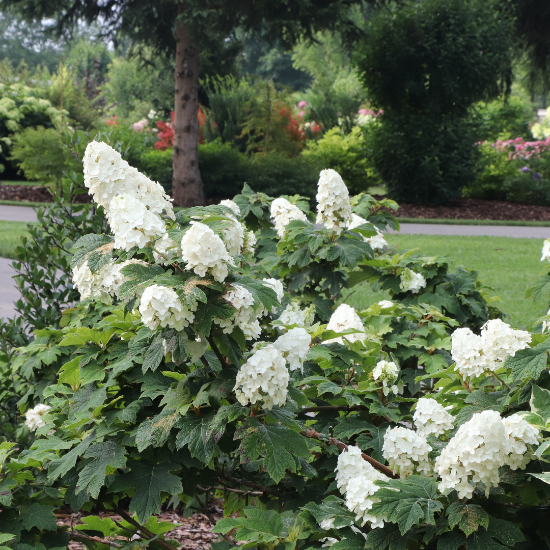 In a landscape filled with colorful flowering shrubs and evergreens, Gatsby Glow ball oakleaf hydrangea is covered in cone shaped white blooms. 