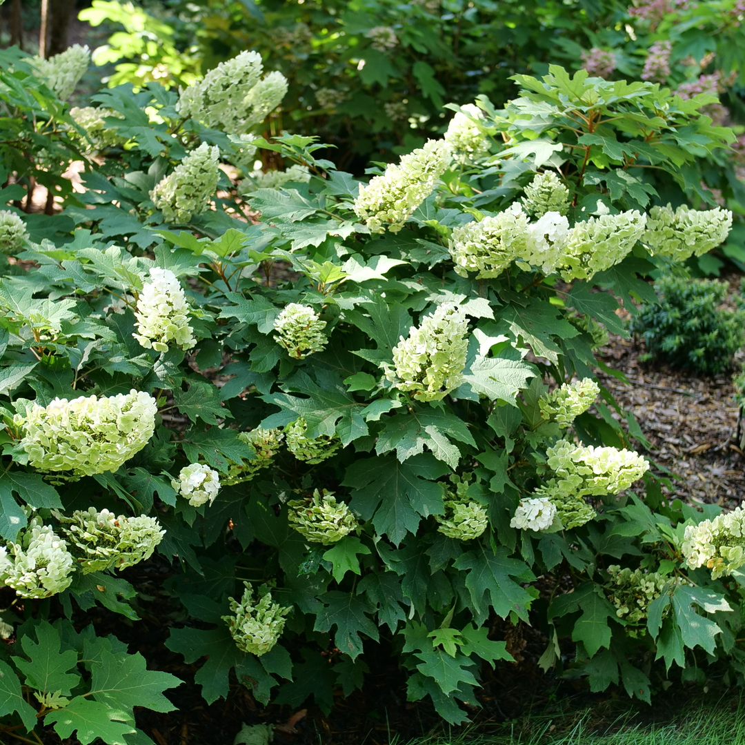 Gatsby Glow Ball oakleaf hydrangea with flowers that have transformed from white to a cool, refreshing green tone.