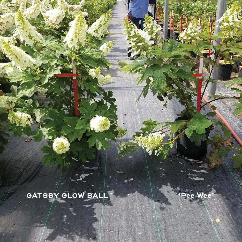 In a greenhouse, a container of Gatsby Glow Ball oakleaf hydrangea and the variety called Pee Wee sit next to each other, showing the superior container presentation and neater habit of the Gatsby Glow Ball hydrangea on the left. 