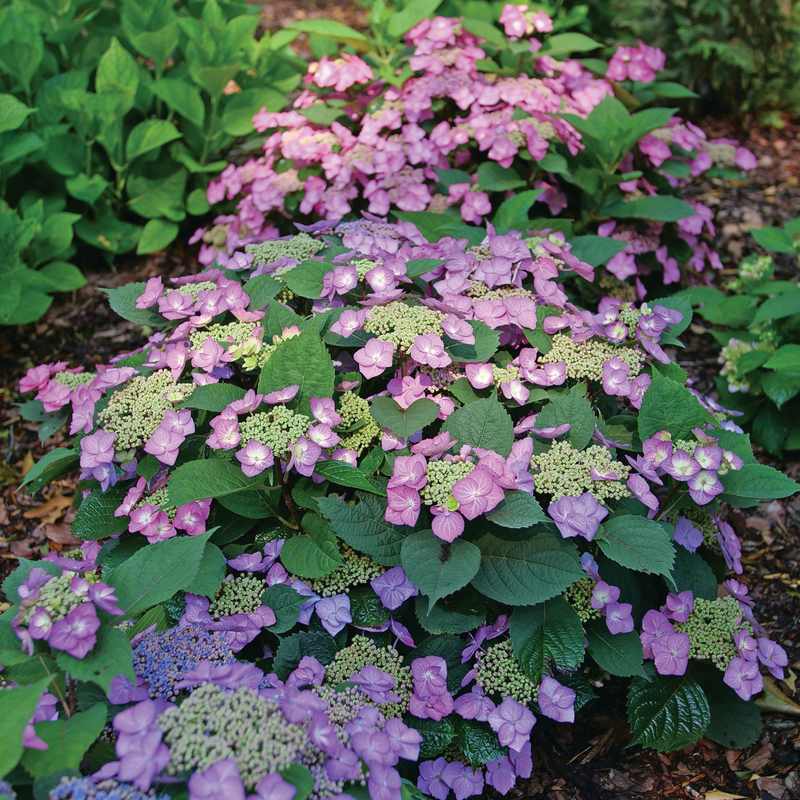 Tuff Stuff Top Fun hydrangea in the landscape showing its varying colors.