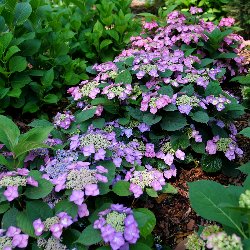 Tuff Stuff Top Fun hydrangea in the landscape showing its varying colors.