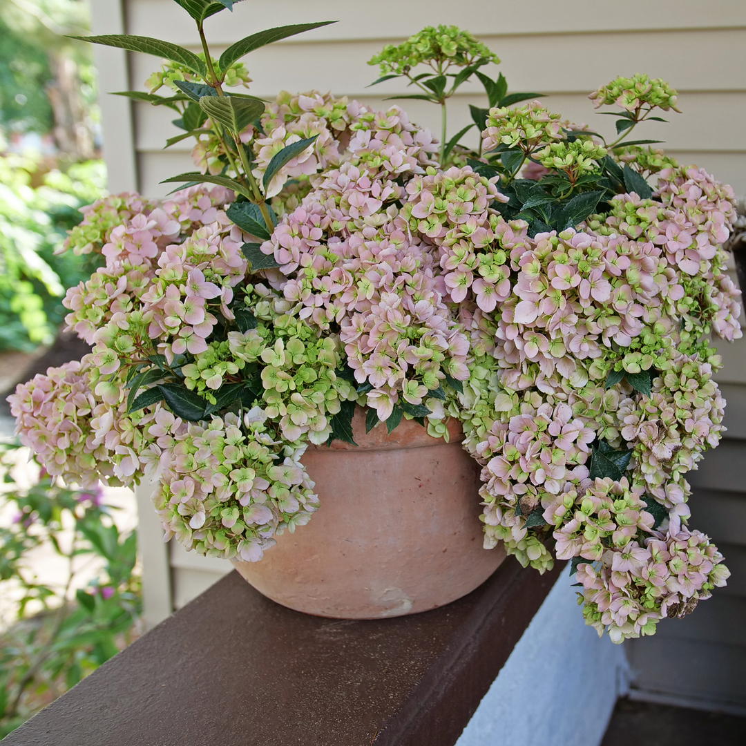 A large pink Fairytrail Fresco Cascade Hydrangea sits on the ledge of a shaded front porch, covered in mophead flowers. 