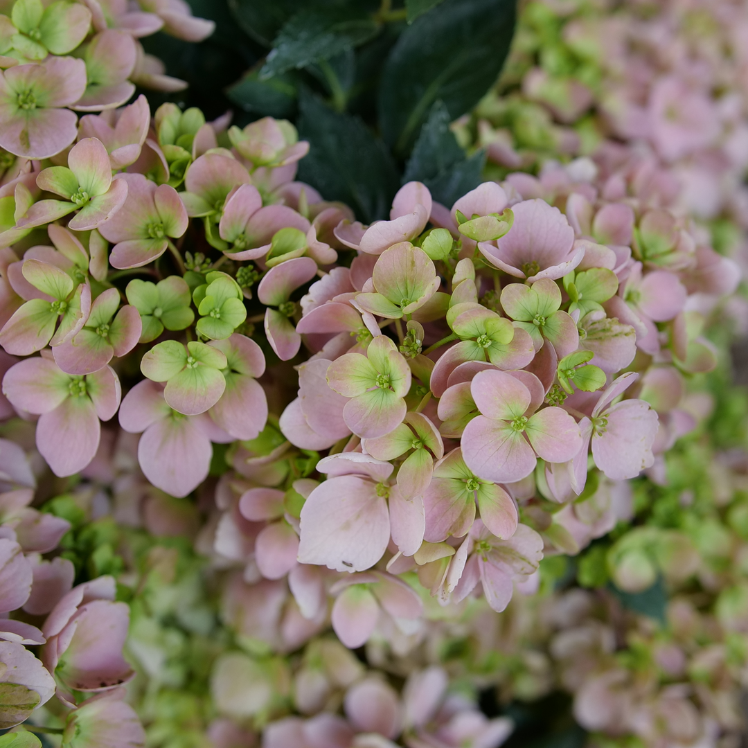 The pink florets of Fairytrail Fresco Cascade hydrangea have an appealing lime green eye in their centers. 